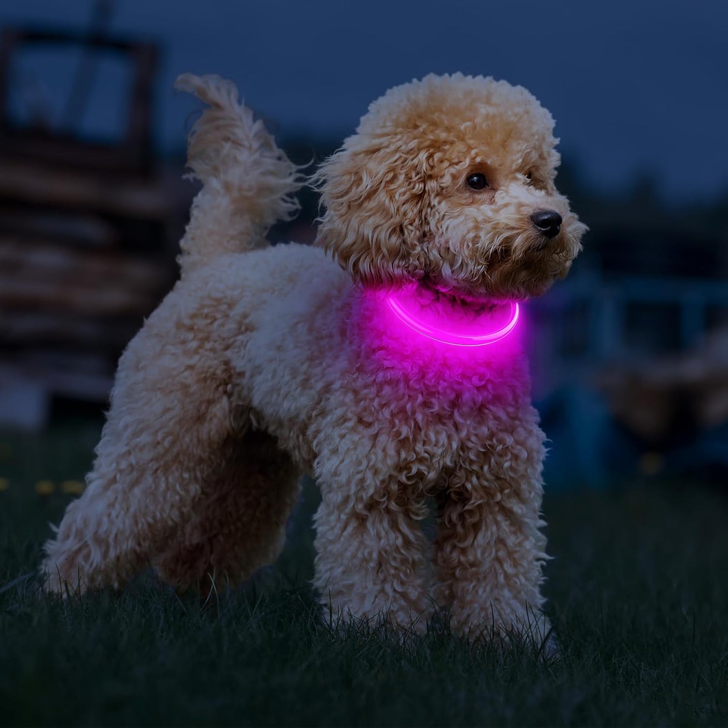 Shine & Safe - by wOOfy